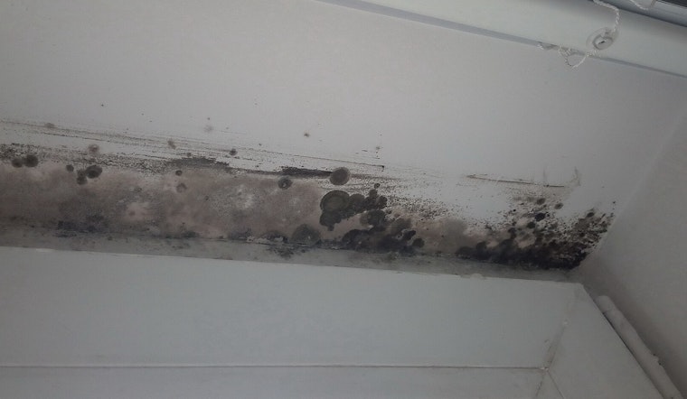 Mold Nightmare in Bushwick NYCHA Apartment Leaves Tenant Sick and Fed Up