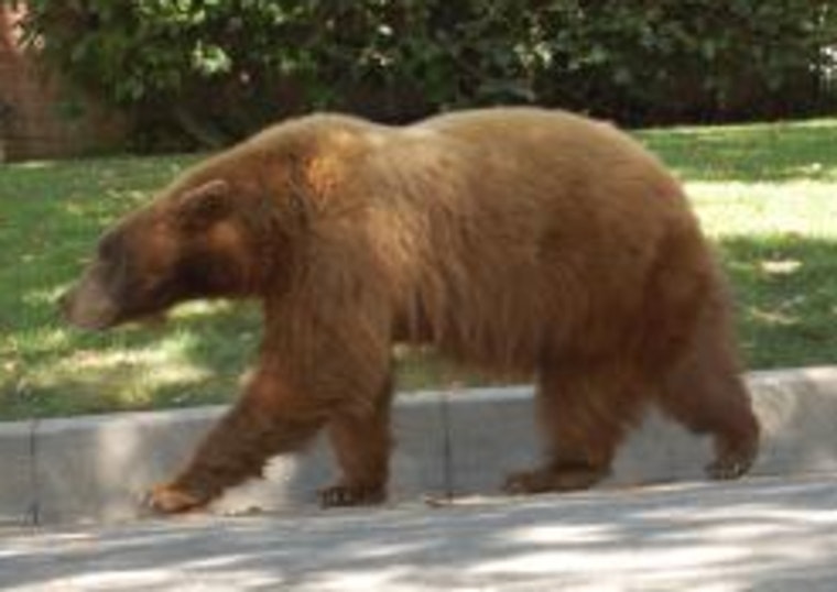 Monrovia Woman Injured After Bear Swipe in Foothills