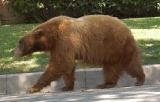 Monrovia Woman Injured After Bear Swipe in Foothills