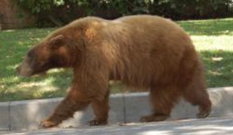 Monrovia Woman Injured After Bear Swipe in Foothills