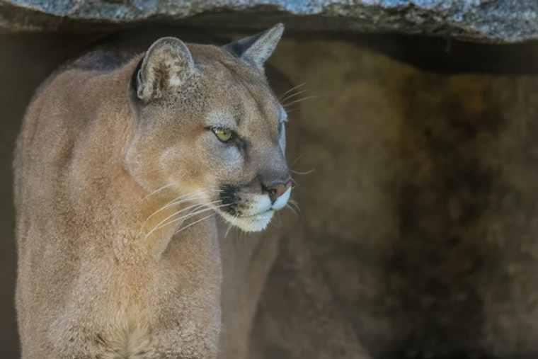 Mountain Lion Crashes Morning Calm In Rohnert Park’s G Section