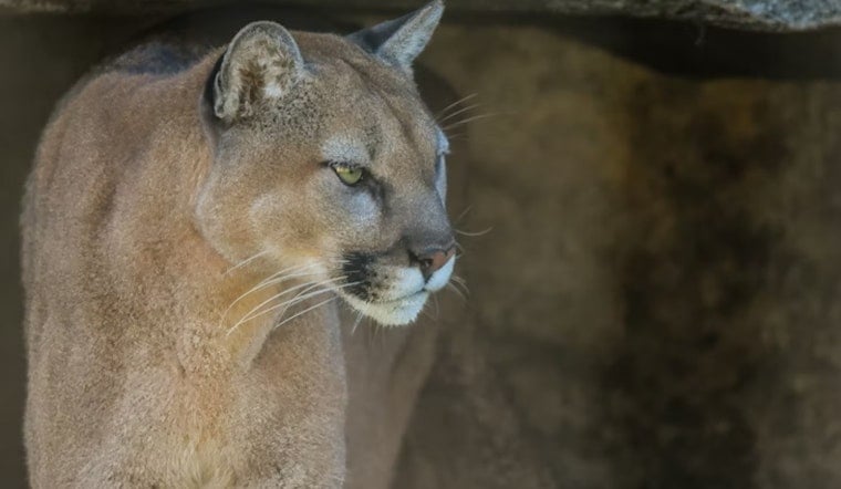 Mountain Lion Crashes Morning Calm In Rohnert Park’s G Section