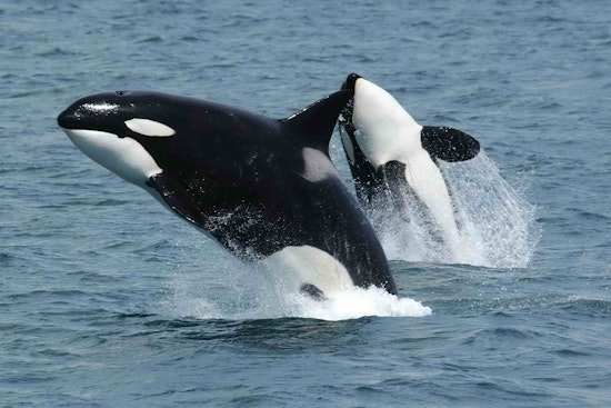 Mystery 'Cookie Cutter' Orcas Thrill Elliott Bay Crowd Near Jack Block Park