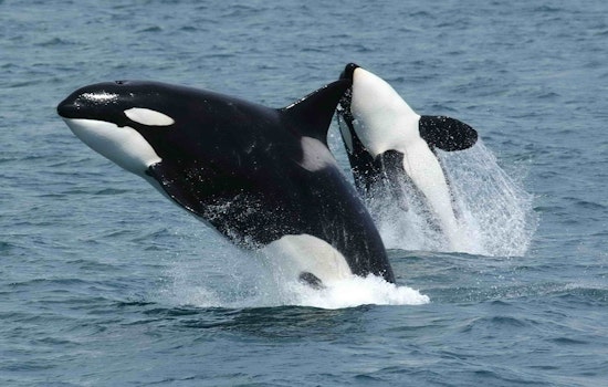 Mystery 'Cookie Cutter' Orcas Thrill Elliott Bay Crowd Near Jack Block Park