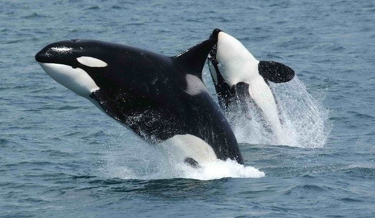 Mystery 'Cookie Cutter' Orcas Thrill Elliott Bay Crowd Near Jack Block Park