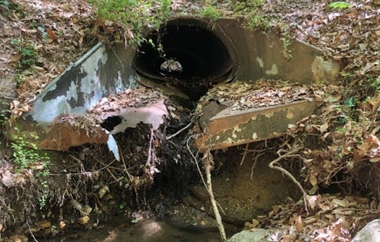 Mystery Gunk In Rock Creek Has Northwest D.C. On Edge