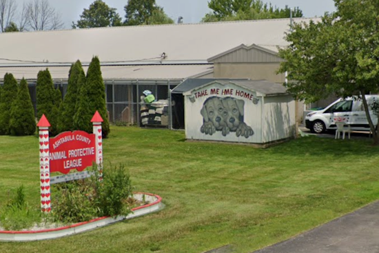 Mystery Minivan Dumps Dying Senior Dog Outside Ashtabula Shelter