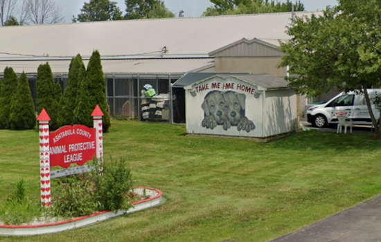 Mystery Minivan Dumps Dying Senior Dog Outside Ashtabula Shelter