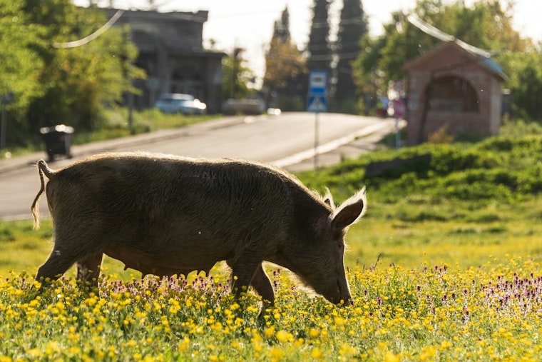 Mystery Pigs Invade Northside Lawns, Leave Colonial Hills Squealing