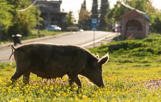 Mystery Pigs Invade Northside Lawns, Leave Colonial Hills Squealing