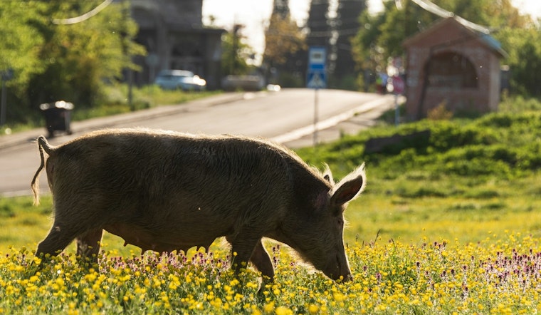 Mystery Pigs Invade Northside Lawns, Leave Colonial Hills Squealing