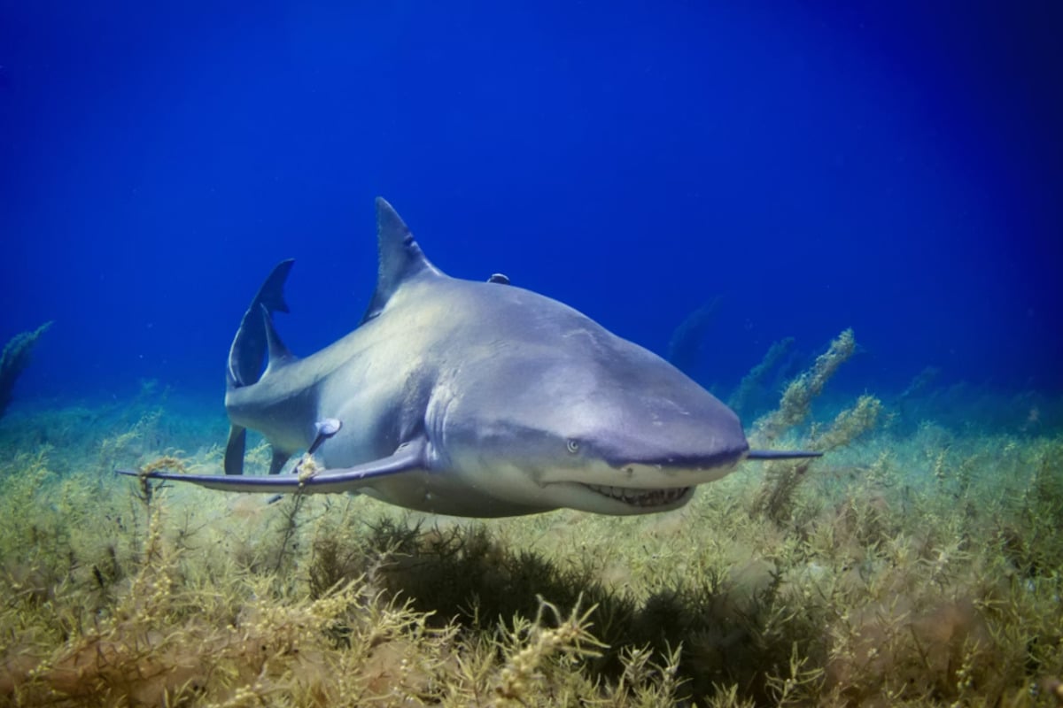 Mystery Shark Dumped On Wake Forest Road Riles Up Locals