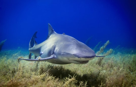Mystery Shark Dumped On Wake Forest Road Riles Up Locals