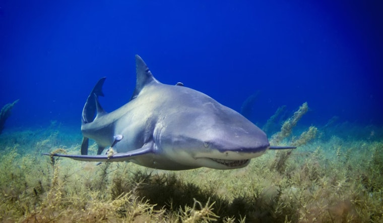 Mystery Shark Dumped On Wake Forest Road Riles Up Locals