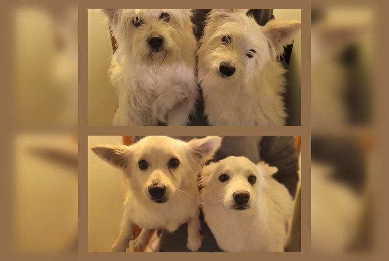 Mystery Westies Dumped Along Route 16 Rattle Chelsea And Everett