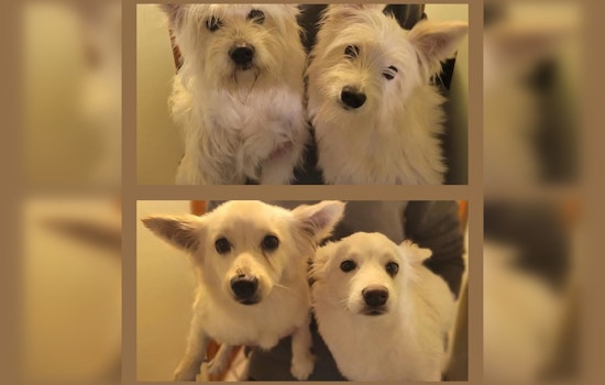 Mystery Westies Dumped Along Route 16 Rattle Chelsea And Everett