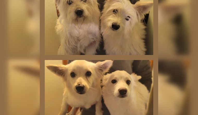 Mystery Westies Dumped Along Route 16 Rattle Chelsea And Everett