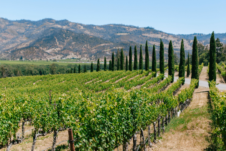 Napa, Sonoma Vines Get The Ax As Wine Glut Hits Home