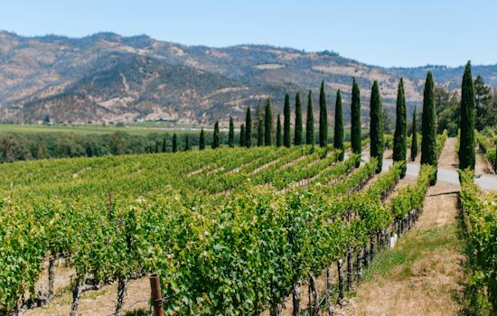 Napa, Sonoma Vines Get The Ax As Wine Glut Hits Home