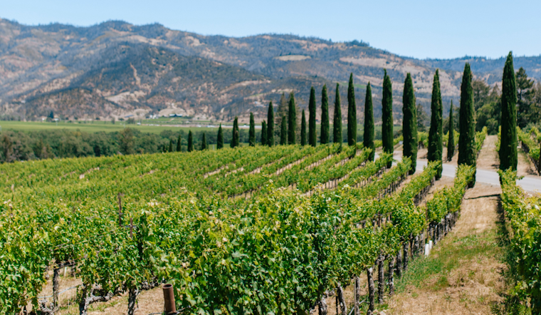 Napa, Sonoma Vines Get The Ax As Wine Glut Hits Home