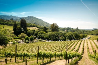 Napa Valley Fest Pops Cork On 20th Summer With Vineyard Opera World Premiere