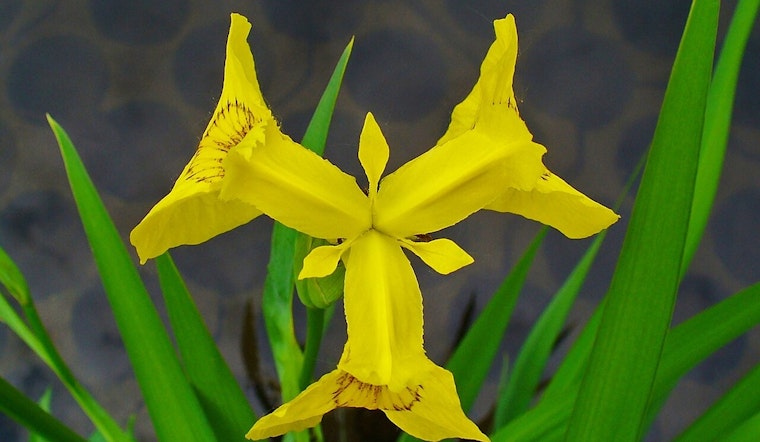 New York’s Green Blacklist: 56 Invasive Plants Branded Off-Limits