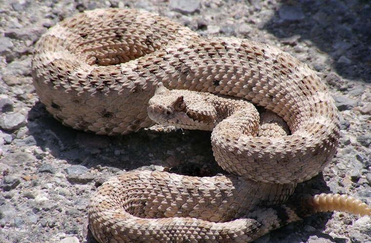 Newbury Park Rattlesnake Bite Amid SoCal Heat Wave