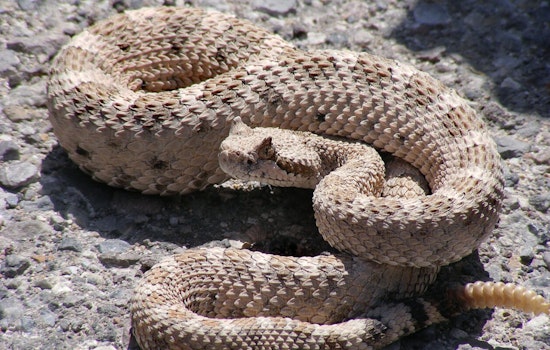 Newbury Park Rattlesnake Bite Amid SoCal Heat Wave
