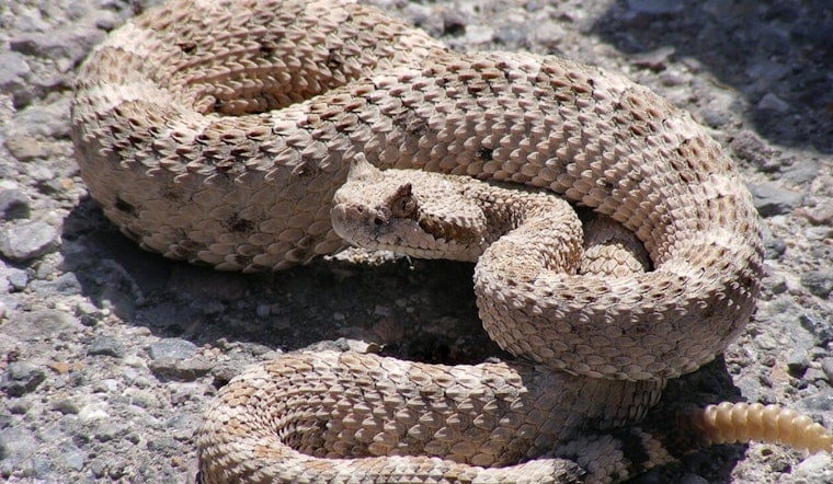 Newbury Park Rattlesnake Bite Amid SoCal Heat Wave