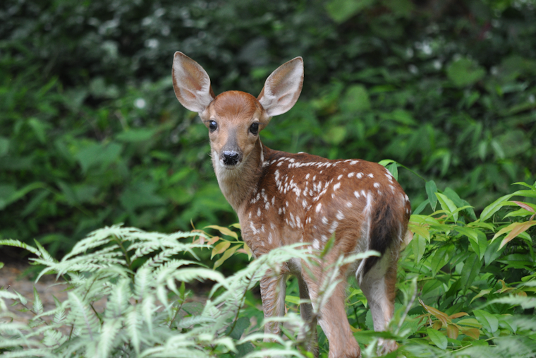 Nighttime Sharpshooters Lock Down Druid Hill Park To Thin Deer Herd
