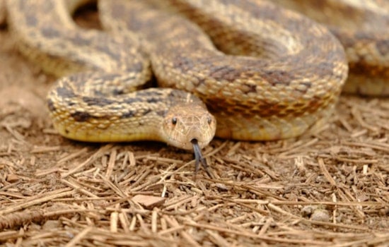 Nine-Foot 'Monster' Gopher Snake Sends One Phoenix Block Scrambling