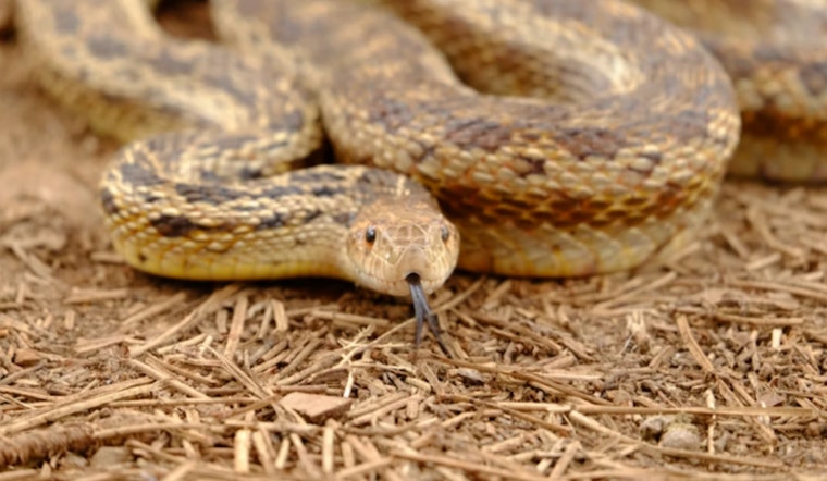 Nine-Foot 'Monster' Gopher Snake Sends One Phoenix Block Scrambling