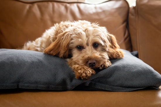 No-Show Owner Gets Warrant as Las Vegas Cop Adopts Abandoned ‘Jet Blue’ Pup
