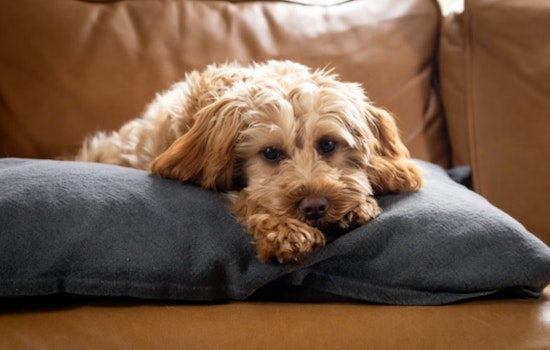 No-Show Owner Gets Warrant as Las Vegas Cop Adopts Abandoned ‘Jet Blue’ Pup