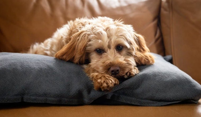 No-Show Owner Gets Warrant as Las Vegas Cop Adopts Abandoned ‘Jet Blue’ Pup