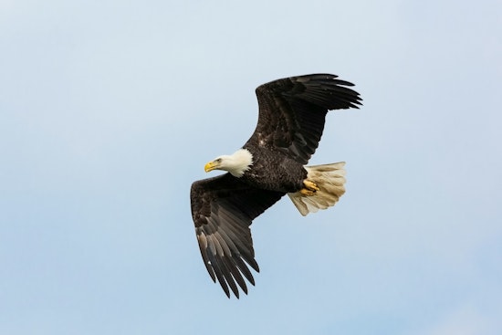 North Fort Myers Eagle Mom Vanishes, Dad Left Solo With Eaglet