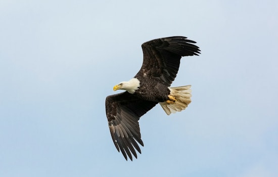 North Fort Myers Eagle Mom Vanishes, Dad Left Solo With Eaglet