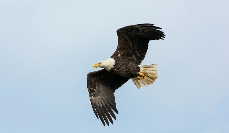 North Fort Myers Eagle Mom Vanishes, Dad Left Solo With Eaglet