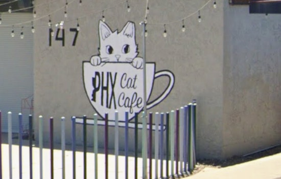 North Phoenix Goes Full Purr As PHX Cat Cafe Rolls Out Second Spot