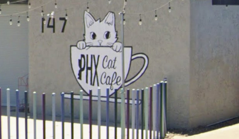 North Phoenix Goes Full Purr As PHX Cat Cafe Rolls Out Second Spot