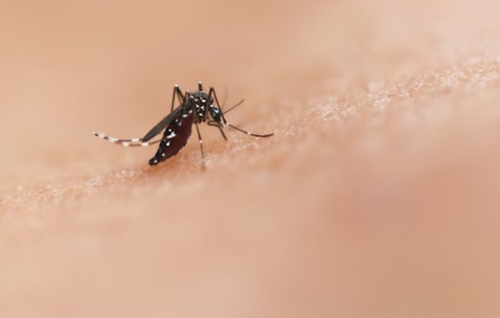 Oahu On Edge As Fourth Travel-Linked Dengue Case Spurs Mosquito Crackdown