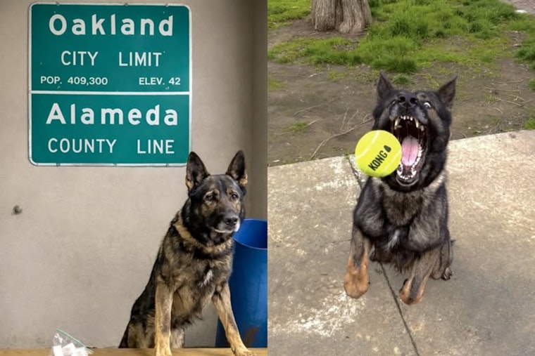 Oakland Traffic Stop Turns Into Big Fentanyl Bust for K9 Sully