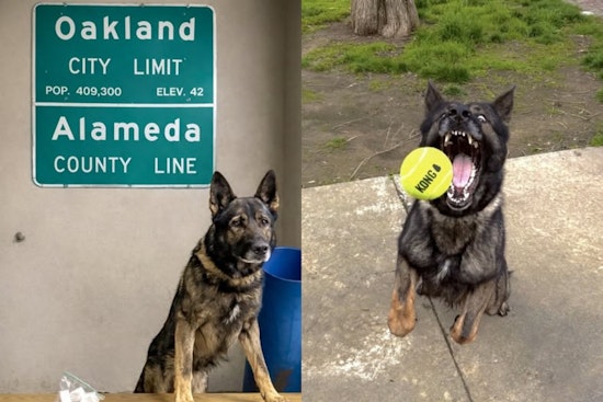 Oakland Traffic Stop Turns Into Big Fentanyl Bust for K9 Sully