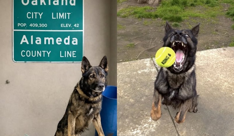 Oakland Traffic Stop Turns Into Big Fentanyl Bust for K9 Sully