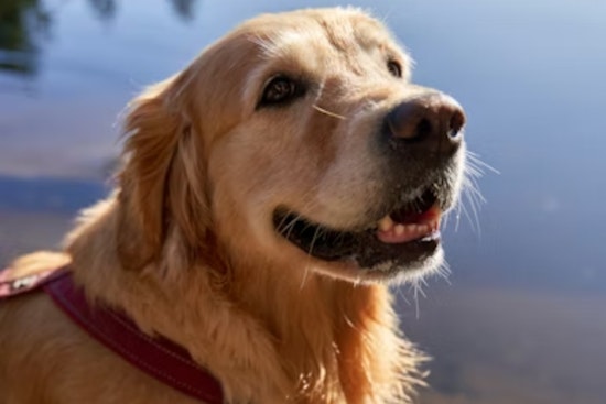 Oceanside’s Freedom Dogs Marks 20 Years As DC Cash Lifeline Gets Cut