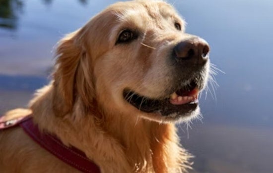 Oceanside’s Freedom Dogs Marks 20 Years As DC Cash Lifeline Gets Cut