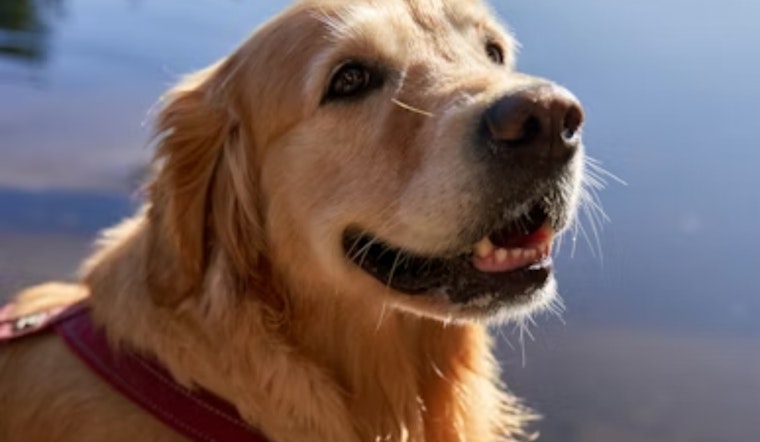 Oceanside’s Freedom Dogs Marks 20 Years As DC Cash Lifeline Gets Cut