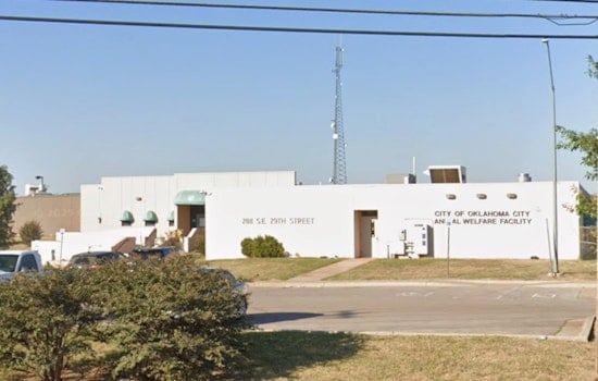 OKC Shelter In Dog Jam As Kennels Hit Breaking Point