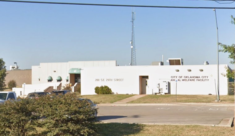 OKC Shelter In Dog Jam As Kennels Hit Breaking Point
