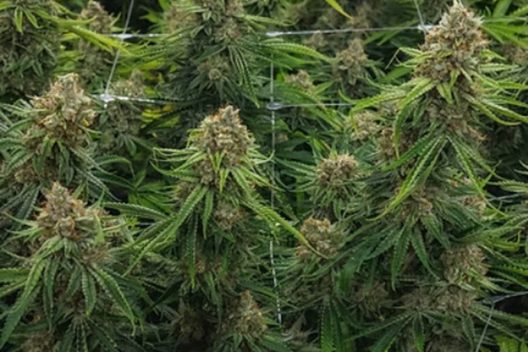 Oregon Weed Player Snags Shuttered Dwight Grow House In Illinois Push